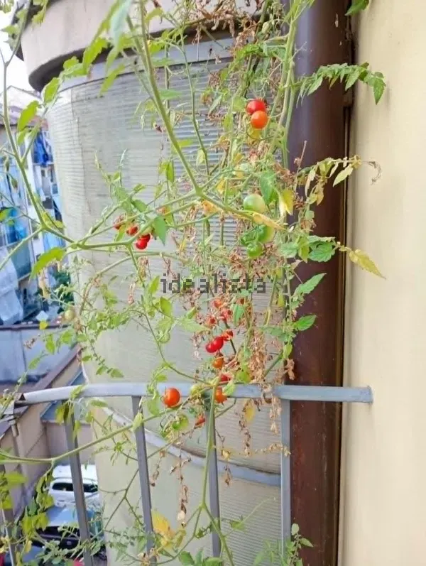 Stanza doppia in Parella, foto 16 di 17