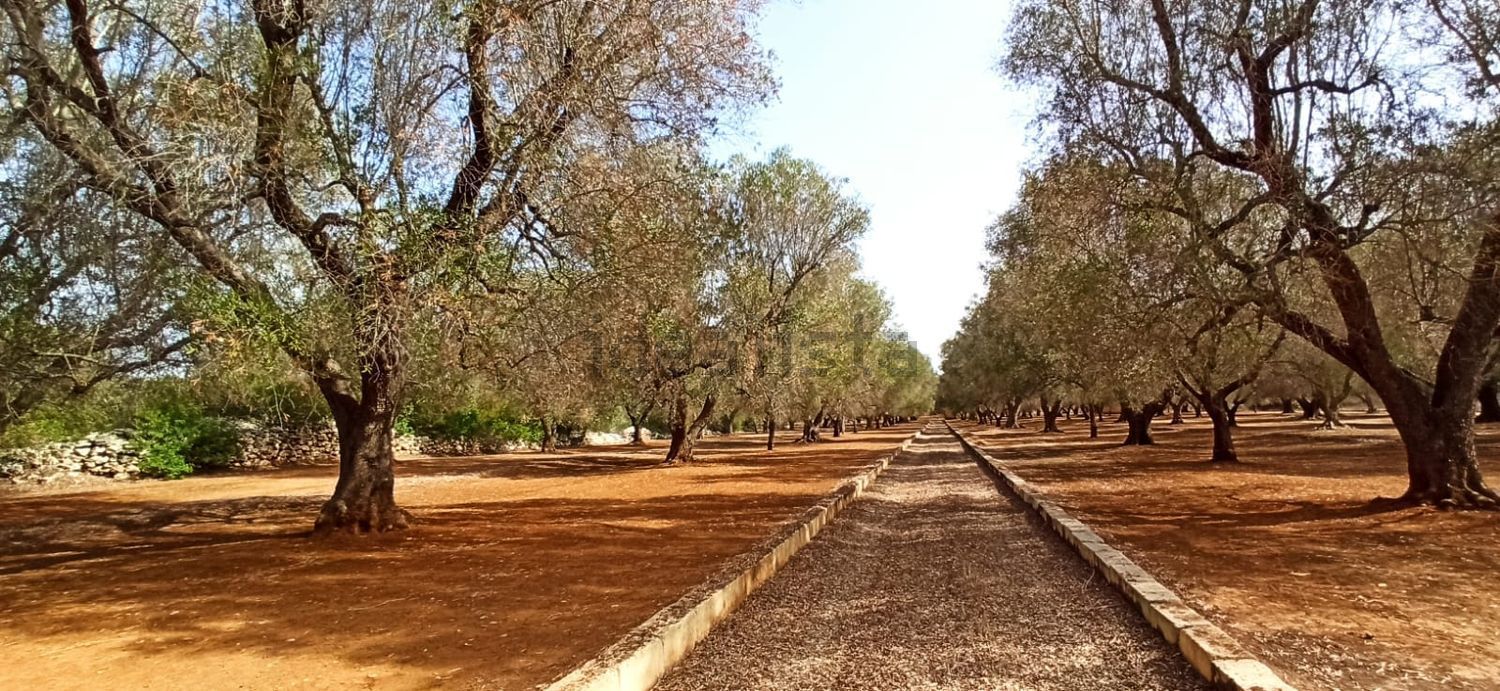 Maisons de campagne à C. Cantagallo - C. Monteciminiello, Francavilla Fontana
