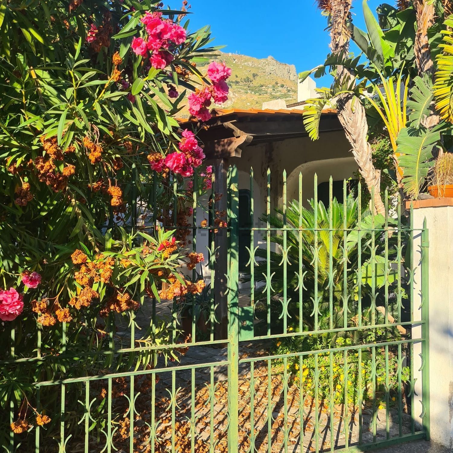 Houses in Forio