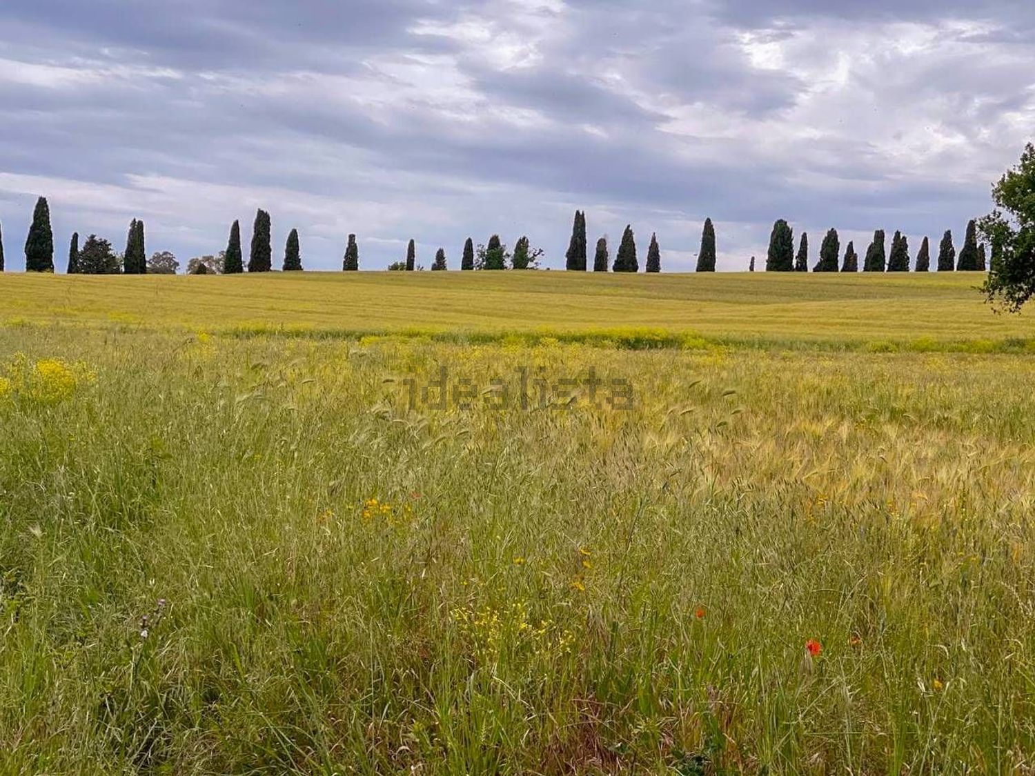 Proprietà rustica a Cassarello-Senzuno-Salciaina, Follonica